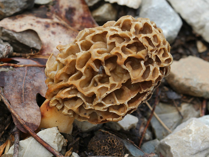 Morel Mushroom.